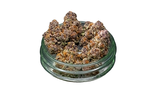 Super Boof Bulk Flower by Common Citizen