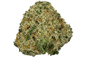 Watermelon Mimosa Bulk Flower by Common Citizen