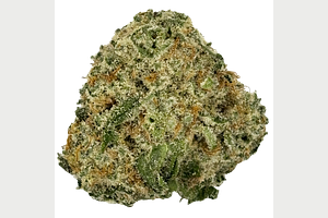Watermelon Mimosa Bulk Flower by Common Citizen