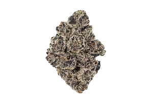 Popz 41 Bulk Flower by Hytek