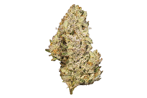 White Wedding Bulk Flower by Flower Of Life